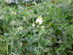DSCN0355
