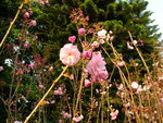DSCN1156