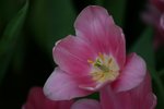 IMG_6537