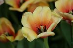 IMG_6538