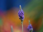 IMG_8108