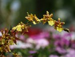 IMG_8112