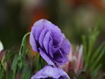 IMG_8115