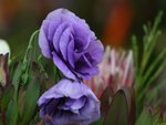 IMG_8116
