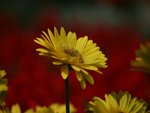 IMG_8119