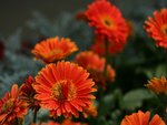 IMG_8121