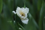 IMG_2012