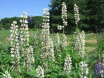 IMG_7787