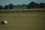 DSC_6055