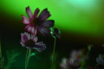 DSC_4402