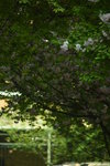 DSC_4473