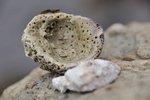 _DSC0194