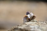 _DSC0531