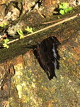 IMG_1410