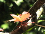 IMG_1495