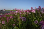 DSC_1901