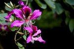 SIMG_0424