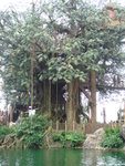tree house