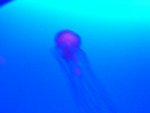 CIMG0747