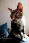 IMG_0426e1-