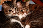 IMG_2434e1-
