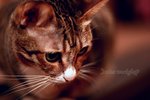 IMG_2791e1-