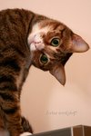 IMG_2823e1-