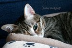 IMG_6436e1-