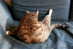 IMG_7407e1-