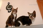 IMG_7442e1-