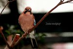 IMG_9603e1-