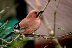 IMG_9607e1-