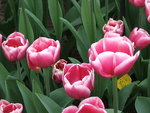 DSCF1616