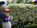 donald