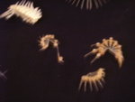 照片 928