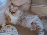 Picture 028