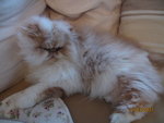 Picture 029