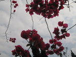 flowers from hong kong