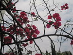 flowers from hong kong