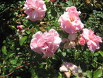 flowers in italy