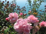 flowers in italy
