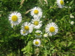 flowers from italy