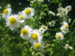 flowers from italy