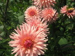 flowers from italy