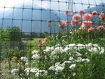 flowers from italy