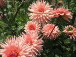 flowers from italy