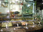 fish+ seafood museum