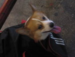 Lovely Chester
