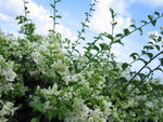 white flowers