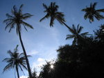 coconut trees